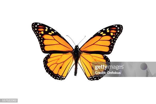 monarch butterfly isolated on white background - orange butterfly stock pictures, royalty-free photos & images