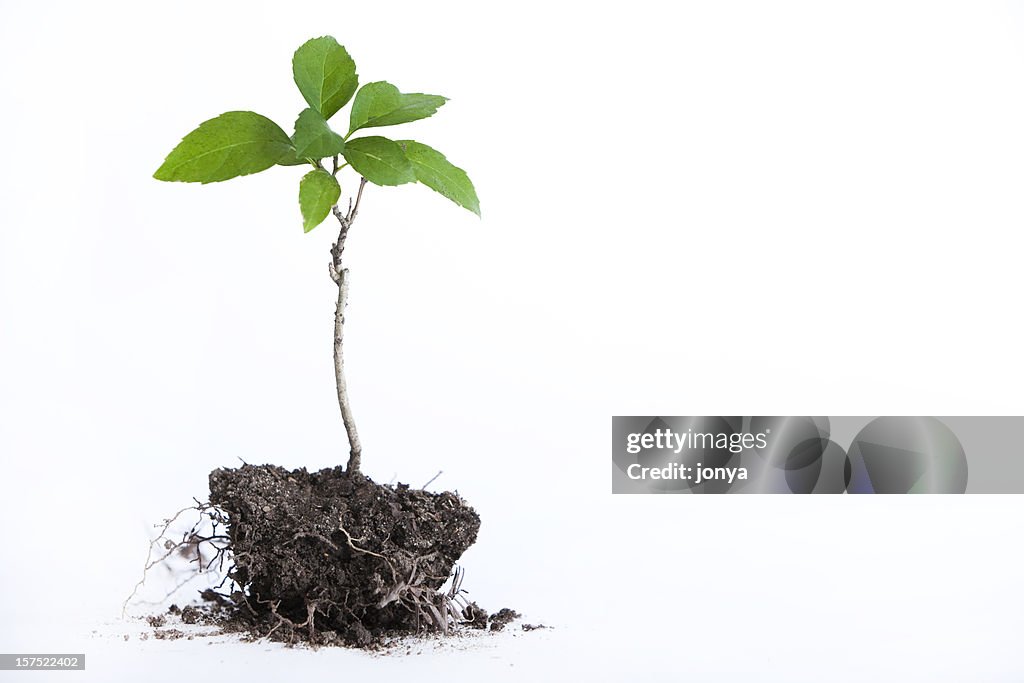 Tree seedling