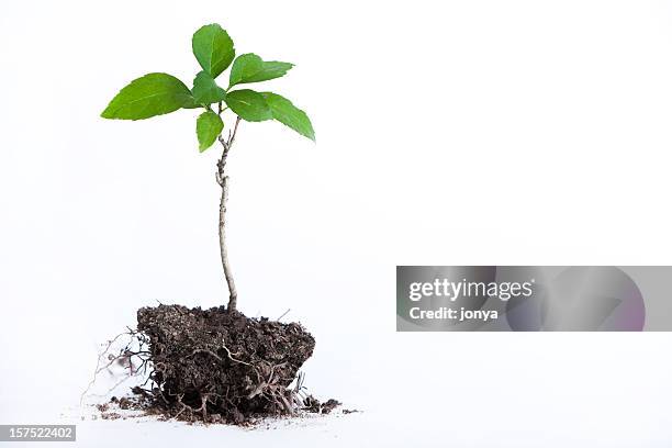 tree seedling - plants white background stockfoto's en -beelden