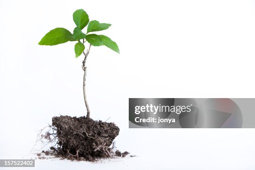 Tree seedling Tree seedling