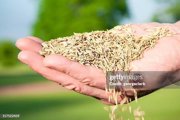 semer les graines de main - cereal plant photos et images de collection