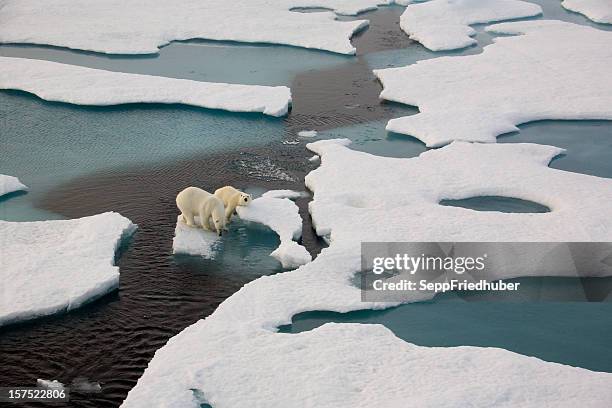 osos polares en banquisa flotante rodeado de agua - cambio climático fotografías e imágenes de stock