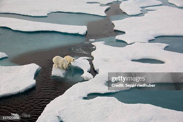 two polar bears on ice flow surrounded by water - klimaatverandering stockfoto's en -beelden