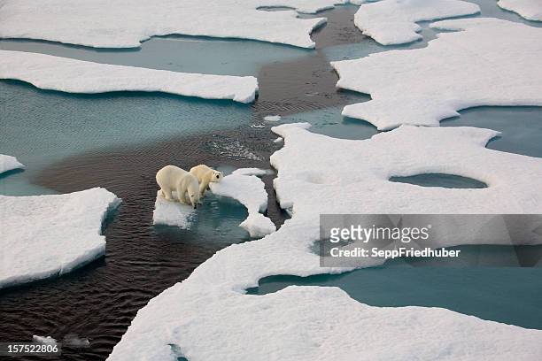 883 Polar Bear Ice Floe Stock Photos, High-Res Pictures, and Images - Getty  Images