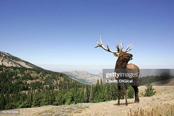 elk - yellowstone national park stock pictures, royalty-free photos & images