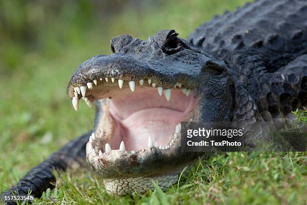 alligator bite - animal teeth stock pictures, royalty-free photos & images