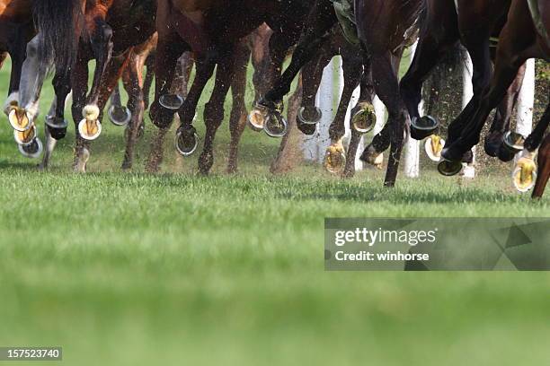 horse running - thoroughbred horse stock pictures, royalty-free photos & images