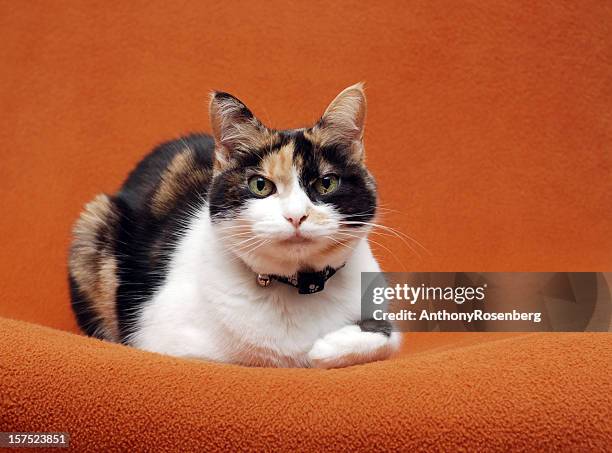 senior calico cat - calico cat stock pictures, royalty-free photos & images