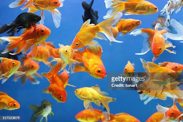 gold fishes - fish tank stock pictures, royalty-free photos & images