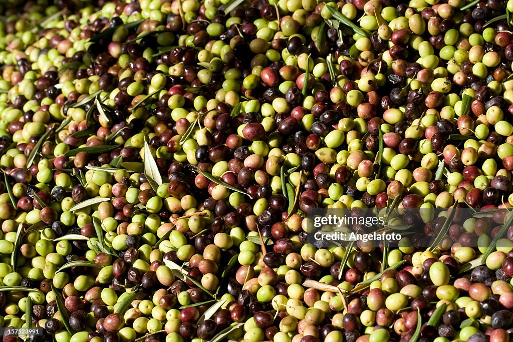 Aceitunas espera para convertirse en aceite