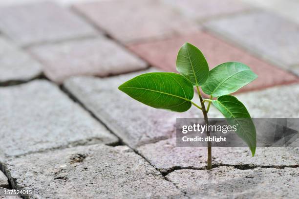 la radice - resistenza-concetto foto e immagini stock