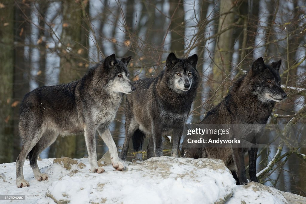 Three Black Wolves