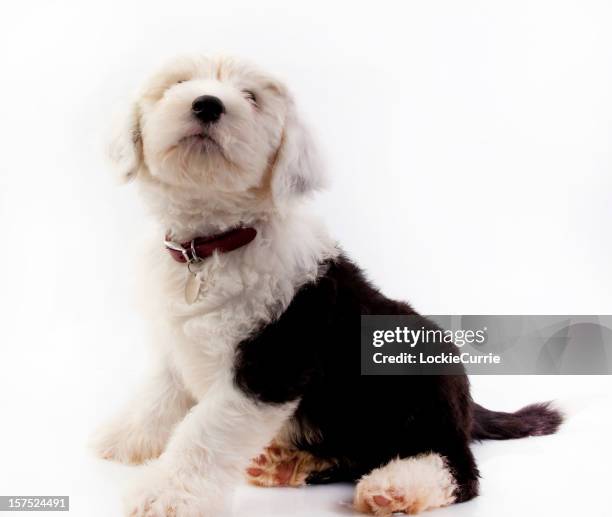 pupy - old english sheepdog stock pictures, royalty-free photos & images