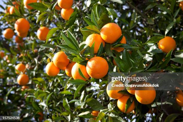 orange - sinaasappelboom stockfoto's en -beelden