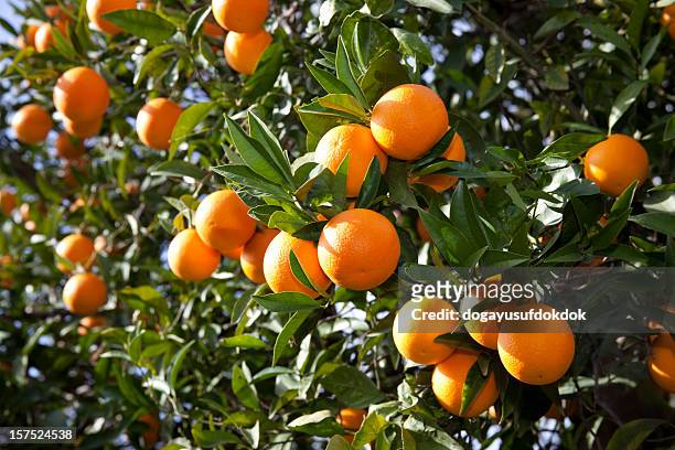orange - citrus grove stock pictures, royalty-free photos & images