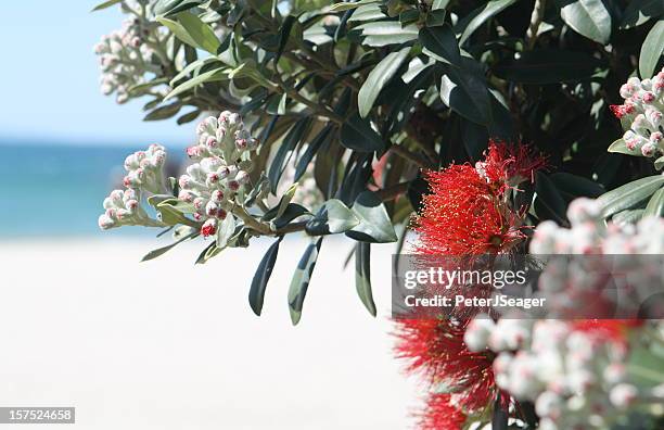 pohutukawa flowers overlooking a beach - pohutukawa tree stock pictures, royalty-free photos & images