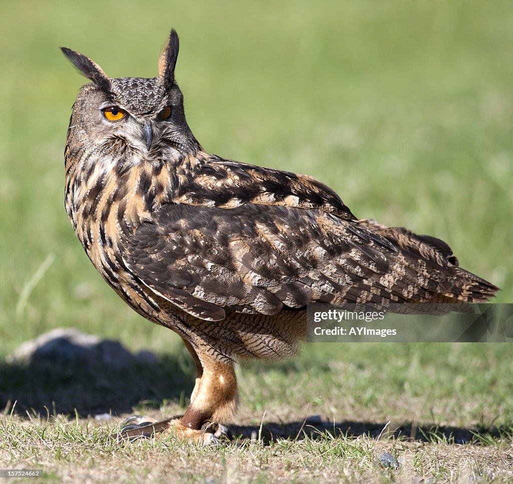 Eagle Owl (B. bubo)