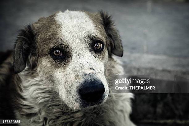 abbandonato cane - abbandonare foto e immagini stock