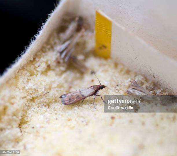 mariposa de semolina lebensmittelmotte auf grieß - moth - fotografias e filmes do acervo