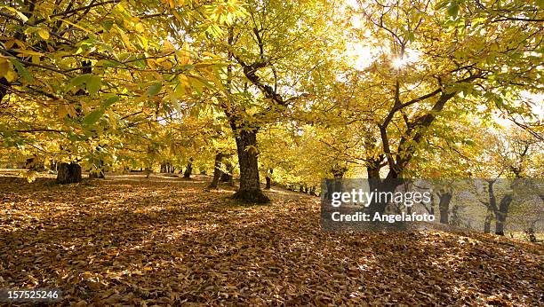 autunno in monte amiata, toscana: castagna alberi cadere foglie con - castagno foto e immagini stock