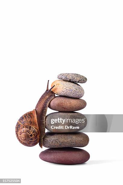 snail climbing on top of stacked pebbles - snail stockfoto's en -beelden