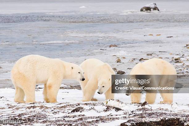 polar bears. - polar bear stock pictures, royalty-free photos & images