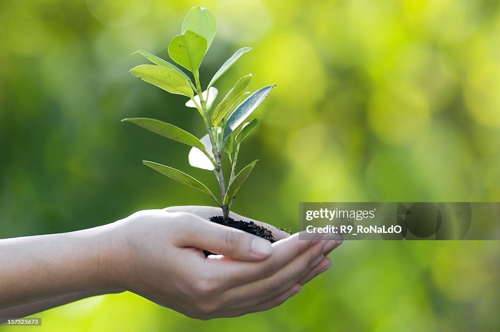 Hands cupped together holding a sprouting tree on bokeh back