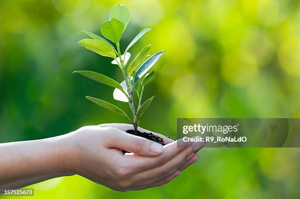 hands cupped together holding a sprouting tree on bokeh back - air quality stock pictures, royalty-free photos & images