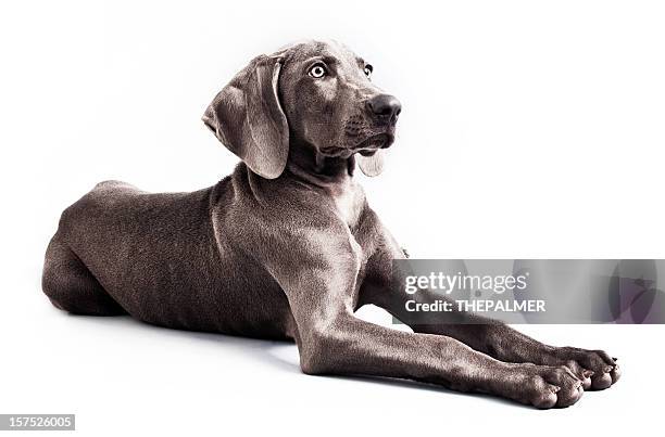 weimaraner - weimaraner bildbanksfoton och bilder