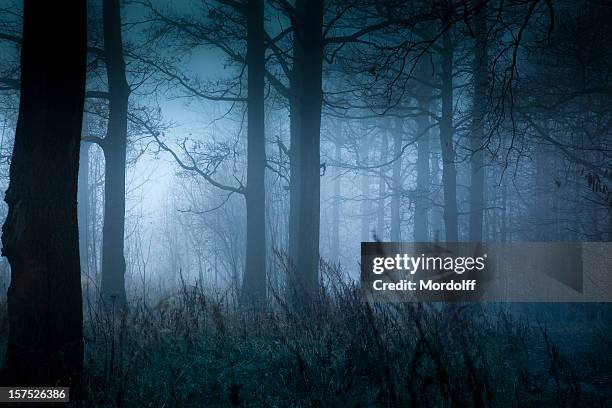 foggy landscape in autumn - dark stockfoto's en -beelden