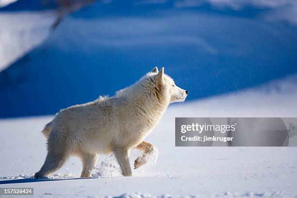 Angry Snow Wolves 75 Angry Wolf Eyes Stock Photos, High-Res Pictures, and Images - Getty ...