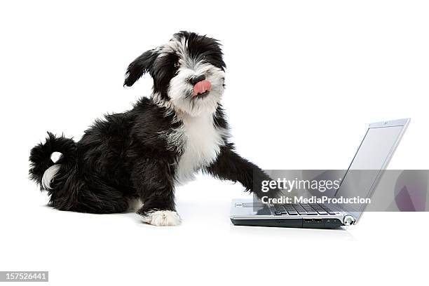 tibetian terrier hund mit einem laptop - button white stock-fotos und bilder