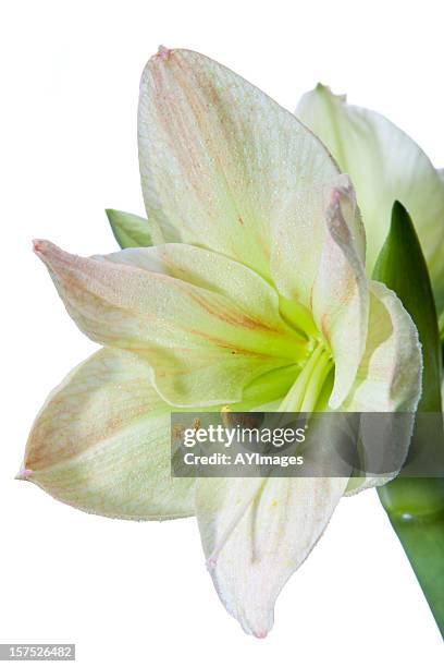 green amaryllis “limona” (hippeastrum) - hippeastrum picotee stock pictures, royalty-free photos & images