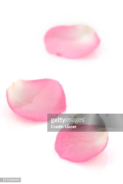 ピンクのバラの花びら、ホワイト - petal ストックフォトと画像