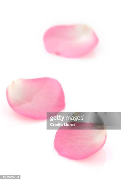 pink rose petals on white - petal stock pictures, royalty-free photos & images