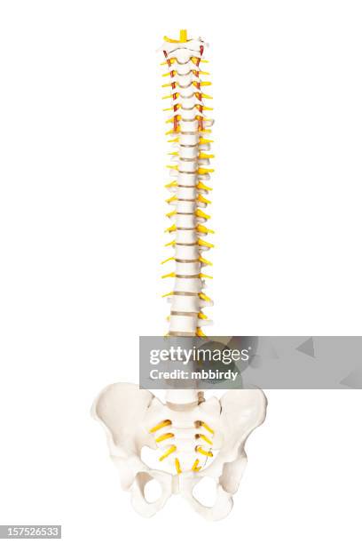 Back Bone Model Back Bone Model Photos and Premium High Res Pictures - Getty Images