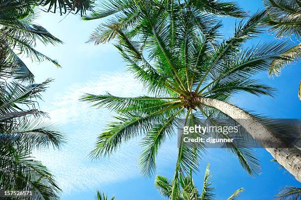 palmiers et ciel bleu - directly below tree photos et images de collection