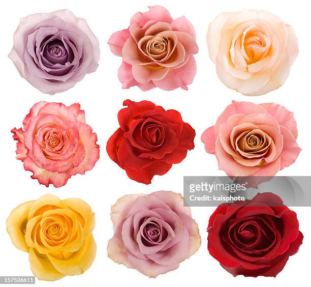 auswahl an schönen rosen - rosa stock-fotos und bilder