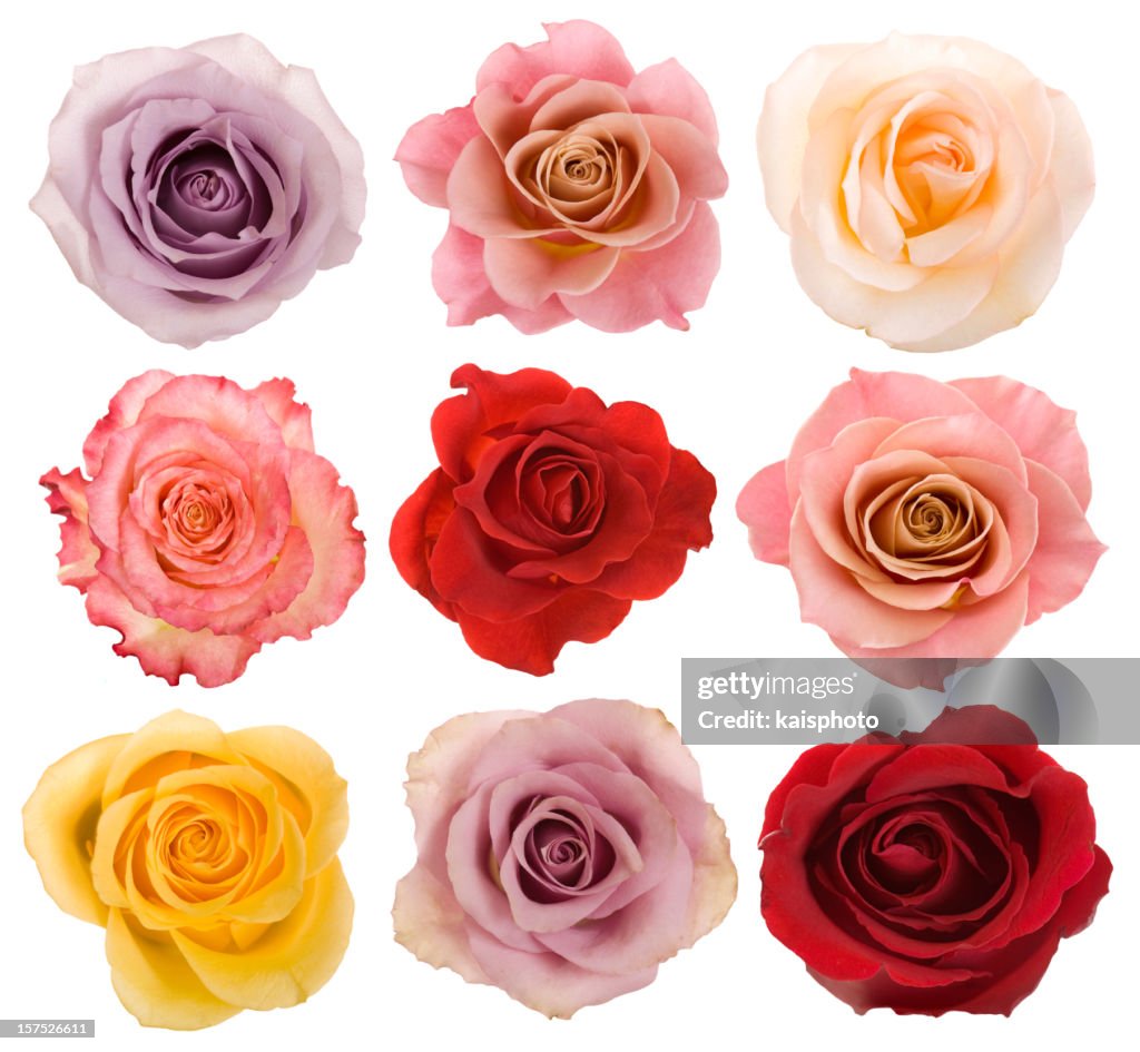 Selection of beautiful roses