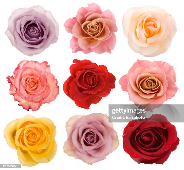 selection of beautiful roses - white rose flower stock pictures, royalty-free photos & images