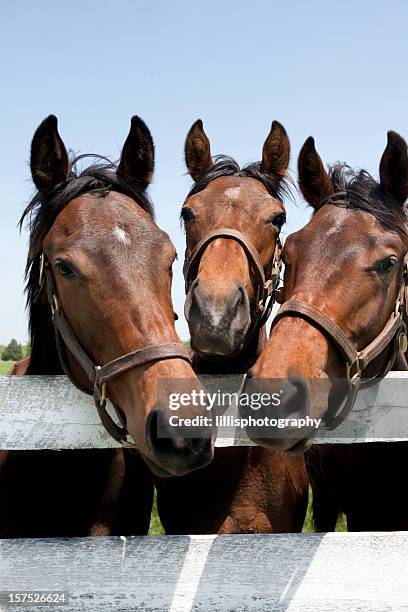 thoroughbred racehorses - kentucky horses stock pictures, royalty-free photos & images
