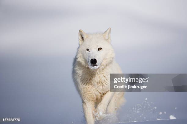 head on view of arctic wolf in winter landscape. - polar climate stock pictures, royalty-free photos & images