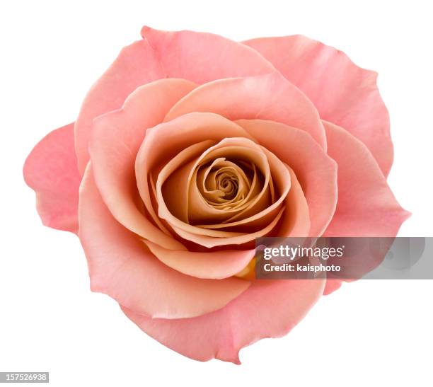 perfect pink rose - single flower stock pictures, royalty-free photos & images