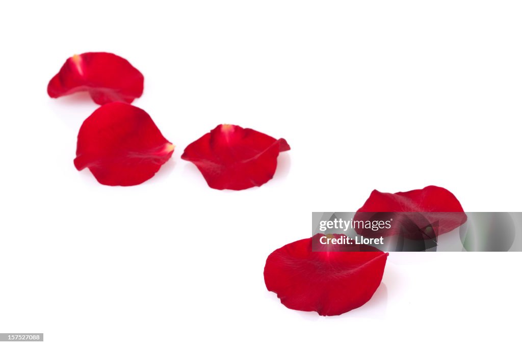 Rosenblüten mit Textfreiraum