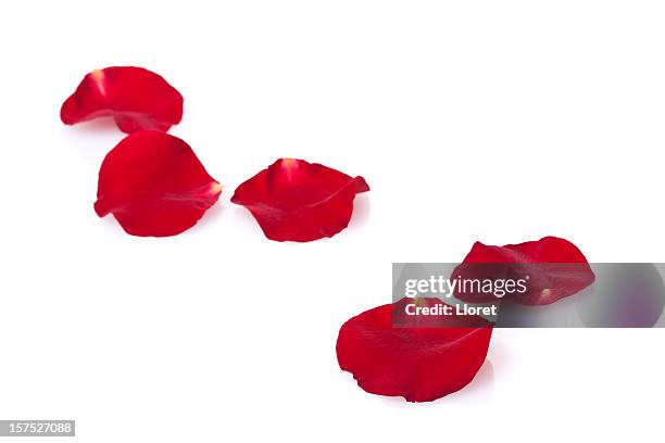 five red rose petals on a white background - red rose stock pictures, royalty-free photos & images