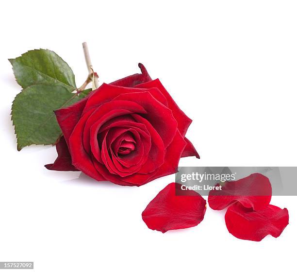 rote rose, isoliert auf weiss - rosenblätter stock-fotos und bilder