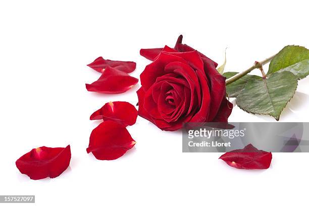 rote rose, isoliert auf weiss - rose petals stock-fotos und bilder
