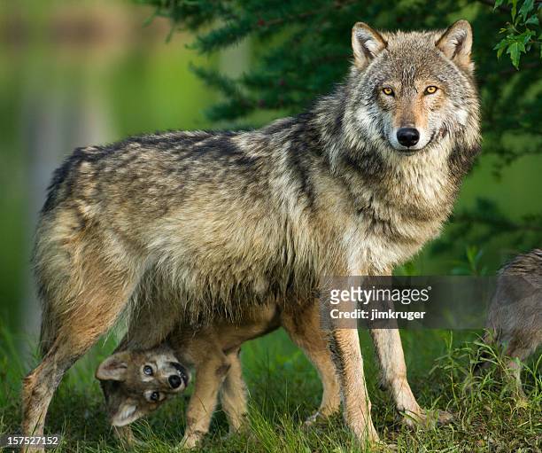 gray wolf in trees with funny pup underneath. - wolf stockfoto's en -beelden
