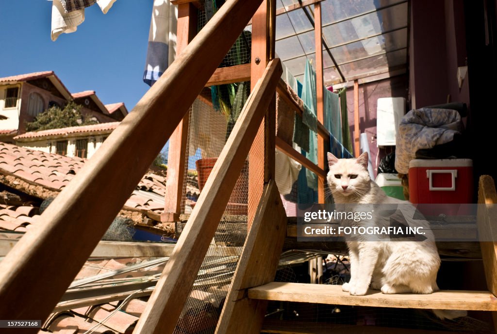 Katze auf der Treppe