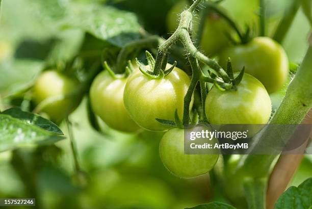 green tomatos - green tomato stock pictures, royalty-free photos & images
